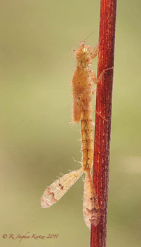 Enallagma daeckii, nymph